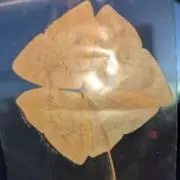 デザイナーの画像
