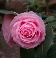 kannaの画像