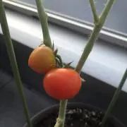 はいなの画像