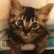 レオにゃんの画像