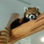 チョコレートの画像