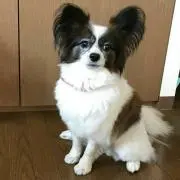 mansanpapa