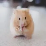 ゆみ