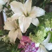 なべこ