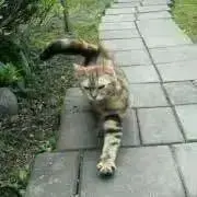 TOMの画像