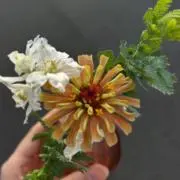 アボカド