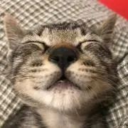 にゃん吉