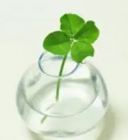 Hikaruの画像