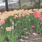 メルの画像