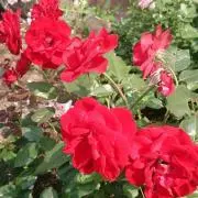 花菱 おまとめお気軽にどうぞの画像