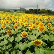 ミントの画像