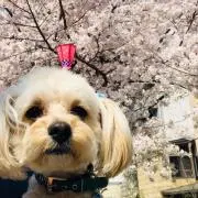 茶々丸の画像