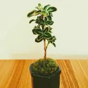 かまー