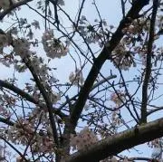 ぽにょの画像