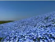 yuzuの画像
