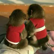 まやひなの画像