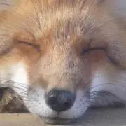 タクミの画像