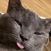 （プロフ必見）ベロ猫