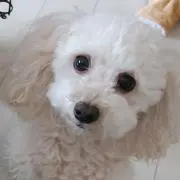 ひーちゃん。の画像