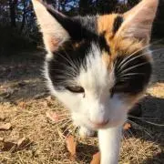 ネッコ