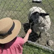 りんたろーの画像