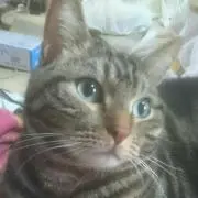 pink。ribbon。kitty。