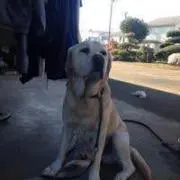 たるる
