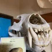シマハイエナの画像