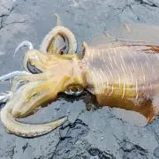煽烏賊狩自作餌木倶楽部