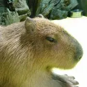 たけのこの画像