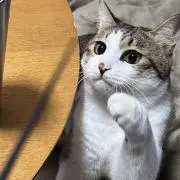 ペチコの画像