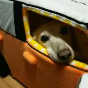 ちょこのすけの画像