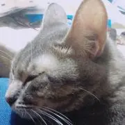 ポッキー
