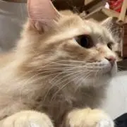 ハル。の画像