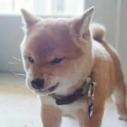 Myu