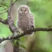 Lindaの画像