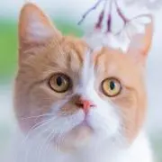 りんごの画像