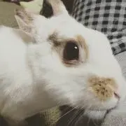 りにゃ！