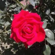 Hugoh
