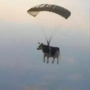 かに