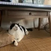 半分すり潰し太郎