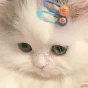 arの画像
