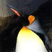 Penguinの画像
