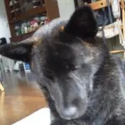 masa