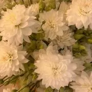 ✧︎プロフ必読✧︎の画像