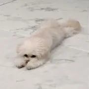 さしみねこの画像