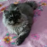 ちゃち