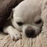 ちゅんの画像