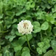 ミントちゃんの画像