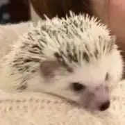 ととの画像